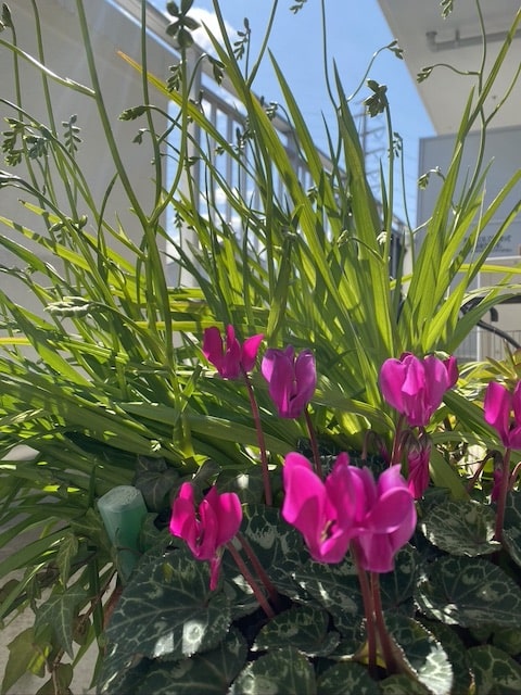 春を待つ植物