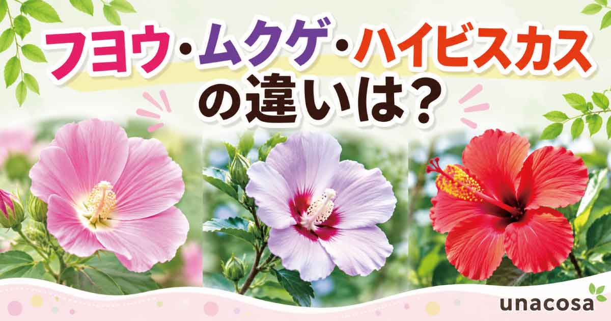 フヨウ、ムクゲ、ハイビスカスの花を並べて違いを比較したアイキャッチ画像