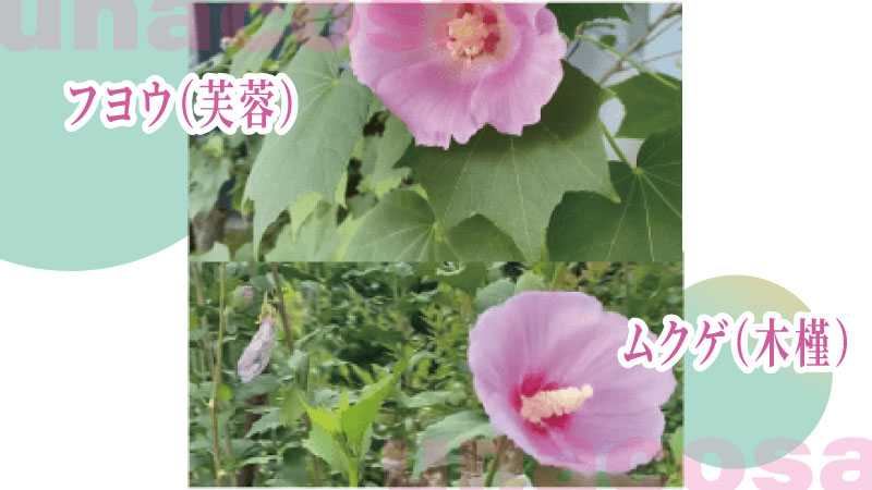 フヨウとムクゲの違いをわかりやすくならべた画像